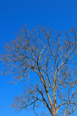 Withered trees under blue sky