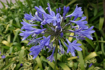 Fiori di agapanto (Agapanthus)