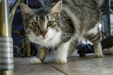 Tabby cat searching for food underneath hotel restaurant table