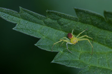 Spinnen