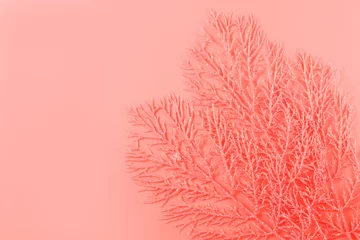 Trendfotografie zum Thema der aktuellen Farben für diese Saison - ein Orangeton. Orange dekorative Zweige, die Korallen auf einem Papierhintergrund ähneln. © Soleness Moon