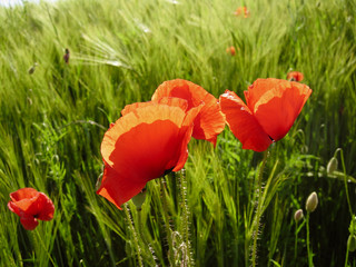 Red Poppy field during summer time with a beautiful contrast to the green background