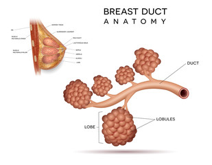 Healthy female breast duct anatomy detailed structure info diagram on a white background