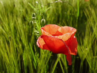 Red Poppy field during summer time with a beautiful contrast to the green background
