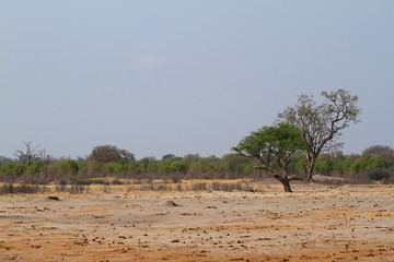 Die Savanne im südlichen Afrika 