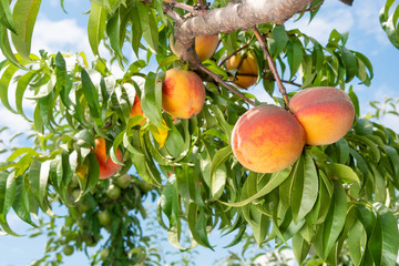 ripened peaches close-up on a tree branch with leaves. Fruit farm concept, harvesting, toning