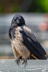 Hooded Crow, beautiful grey and black crow standing on a wooden picket 