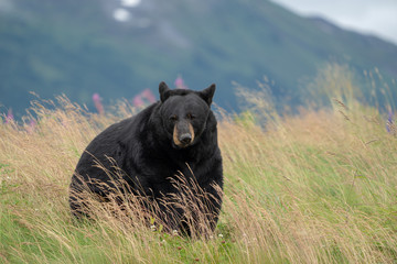 Beautiful Alaska Black Bear sits in a meadow, looking off to the side, with mouth open and tongue out - obrazy, fototapety, plakaty