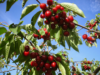 Get the red and sweet cherries off the tree and put them direct into a bowl for a healthy snack