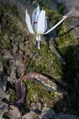 Dente di cane (Erythronium dens canis)