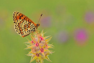 Melitaea trivia  545