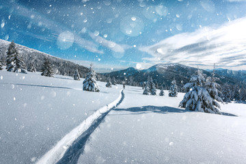 Fantastic winter landscape with snowy trees in high mountains. DOF bokeh light postprocessing effect. Christmas holiday collage