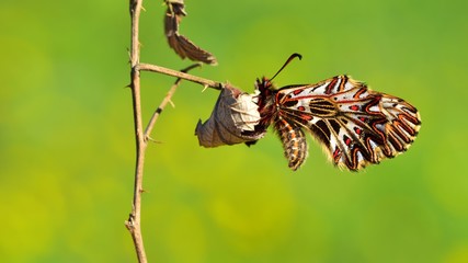Zerynthia polyxena 544