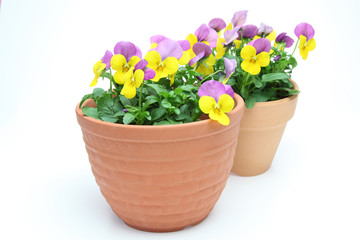 鉢植えのビオラ