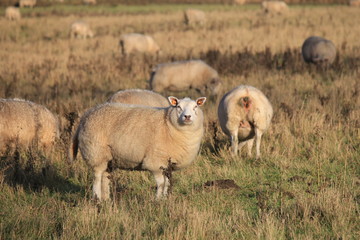 a sheep in a group sheep closeup, grazing in the meadow in winter