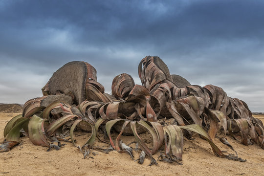 Rare plant known as Welwitschia mirabilis, extremely rare is considered a living fossil. Desert, Africa, Namibe, Angola.
