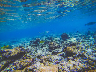 Naklejka na ściany i meble Schwarzspitzenriffhai schwimmt im Korallenriff auf den Malediven