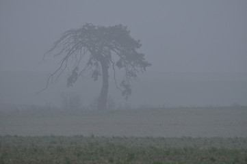 Drzewo we mgle