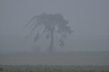 Krajobraz mazurski - mgła