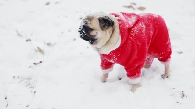 Funny dog with snow on the muzzle looks in the camera. Close-up portrait of pug dog in a Santa Claus suit. Christmas or New Year concept