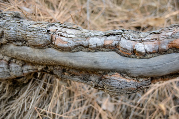 Trunk regrowth and bark removal from the Canary Island pine (Pinus canariensis) from a forest fire in La Palma 2016