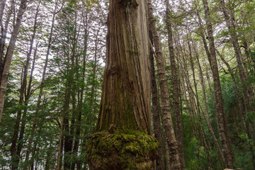 Fototapeta premium View of a tall Alerce, Fitzroya in Andes woods, Nahuel Huapi National Park, Patagonia, Argentina