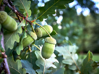 oak tree