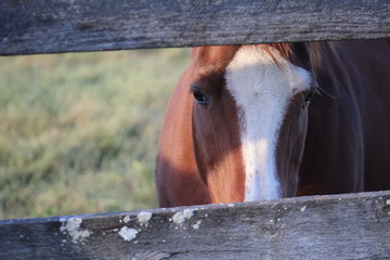Horse peeking through fence