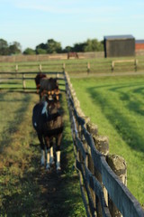 Horses along fence