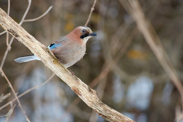 Eurasian jay sits on a dry oak branch in a forest park in early spring.