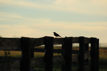 Bird on fence
