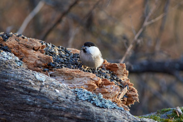 Willow tit sits on a log with a seed in its beak in a forest park in late autumn.