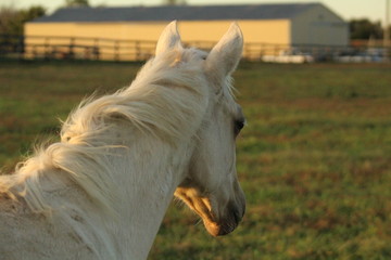 Palomino horse