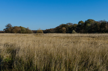Fototapeta premium Floodplain in the fall overgrown with grass. The floodplain of the river autumn colors, Russia