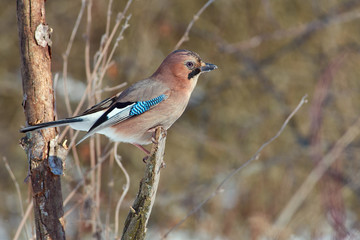 Eurasian jay sits on a broken branch in a forest park in early spring.