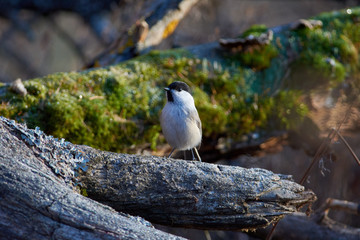 Willow tit sits on a snow-covered log in a forest park in late autumn.