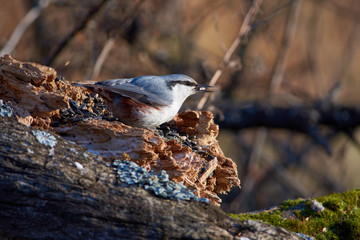 Eurasian nuthatch sits on a log with a seed in its beak in the autumn forest park.