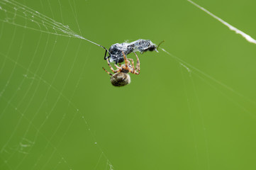 European garden spider entangles its victim (insect) with a spiderweb cocoon.