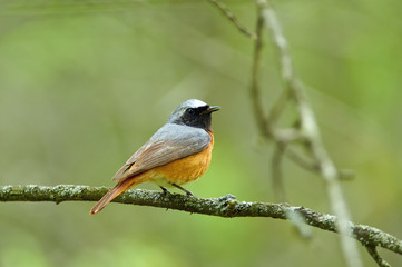 Common redstart sits on an oak branch in a forest park in the summer during the breeding season.