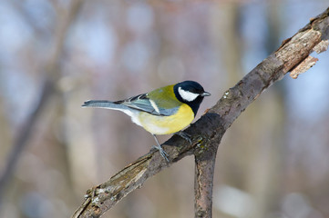 Fototapeta premium Great tit sits on a branch in a forest park in early spring.