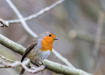 Robin perched on a branch with a light green reed background 