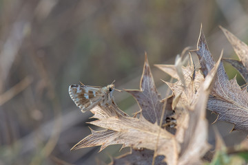 Hesperiidae / Anadolu Zıpzıpı / Anatolian Skipper / Muschampia proteides