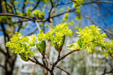 branch of a tree in spring