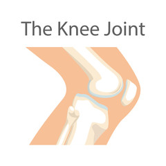 Human knee joint bone icon. Medical concept for orthopedic clinic. Vector illustration.
