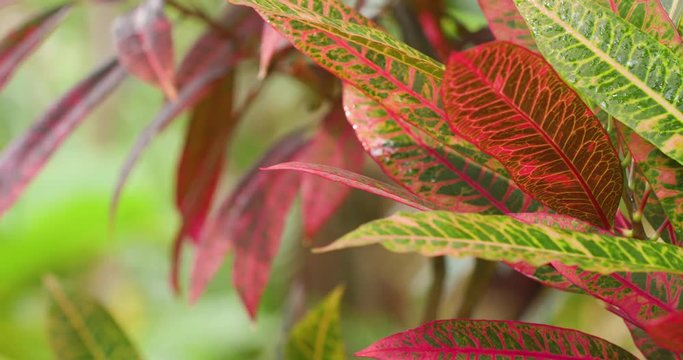 Colorful and Ornate Maranta Plant in Tropical Garden