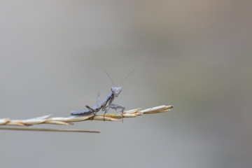 mantis