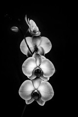 Fototapeta na wymiar Orchid flower black & white