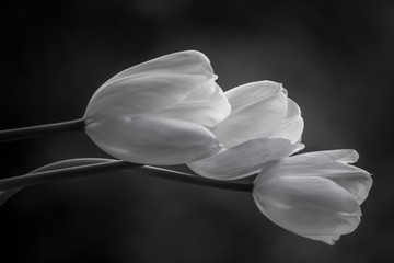 Tulips black & white