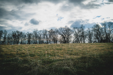 Field with Trees
