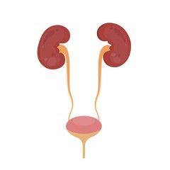 Kidneys and bladder, the internal organs of man. Vector Illustration.